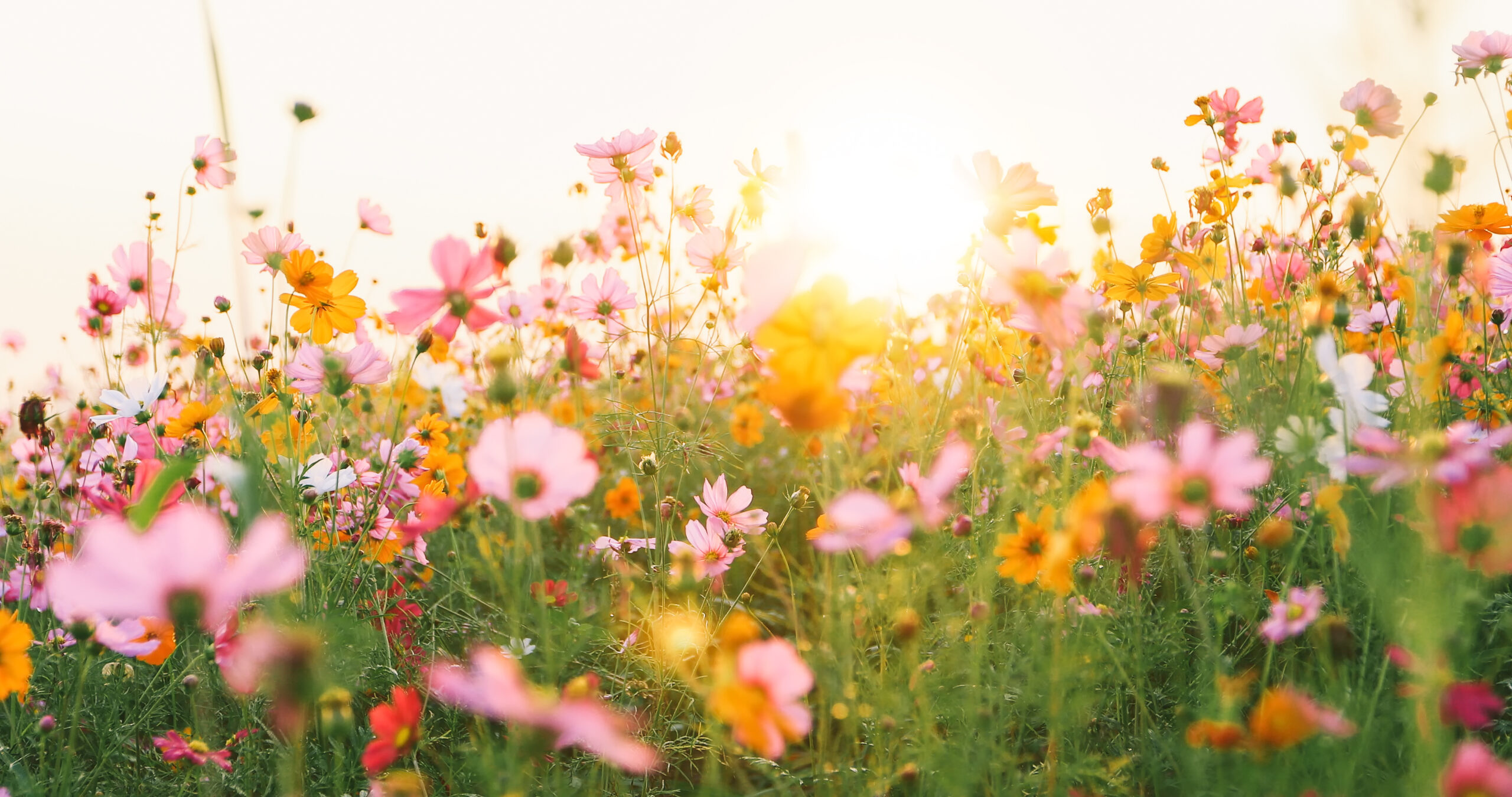 Thank You, Mothers. TrueNorth Wouldn’t Be Who We Are Without You.